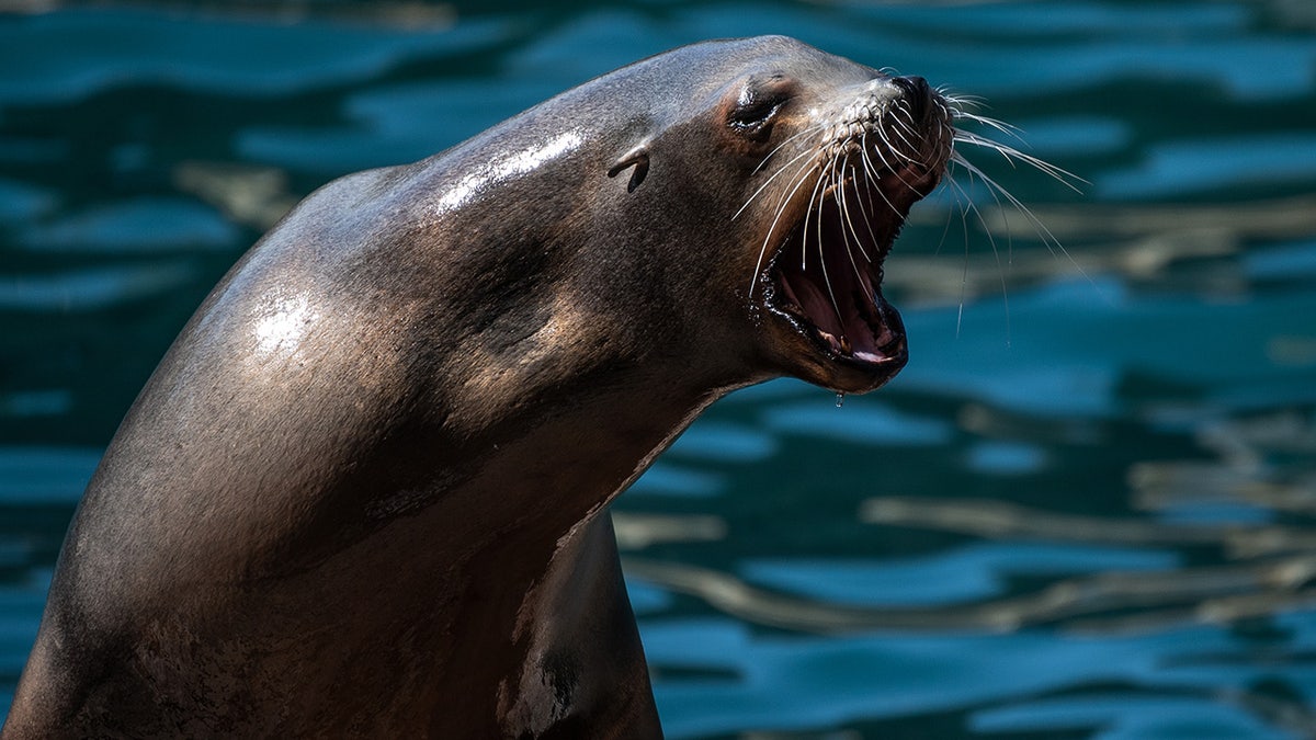 Jena Sims puts in work, sea lion launches itself into a canoe, and they don't build statues like they used to