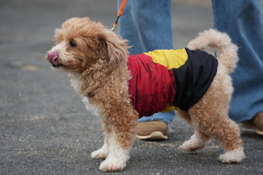 A dog wearing an Aboriginal flag at the Australian Indigenous Surfing Titles.